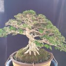 Premna microphylla tree bonsai riel pict free pitosanitari DHL Exprees