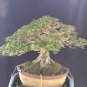 Premna microphylla tree bonsai riel pict free pitosanitari DHL Exprees