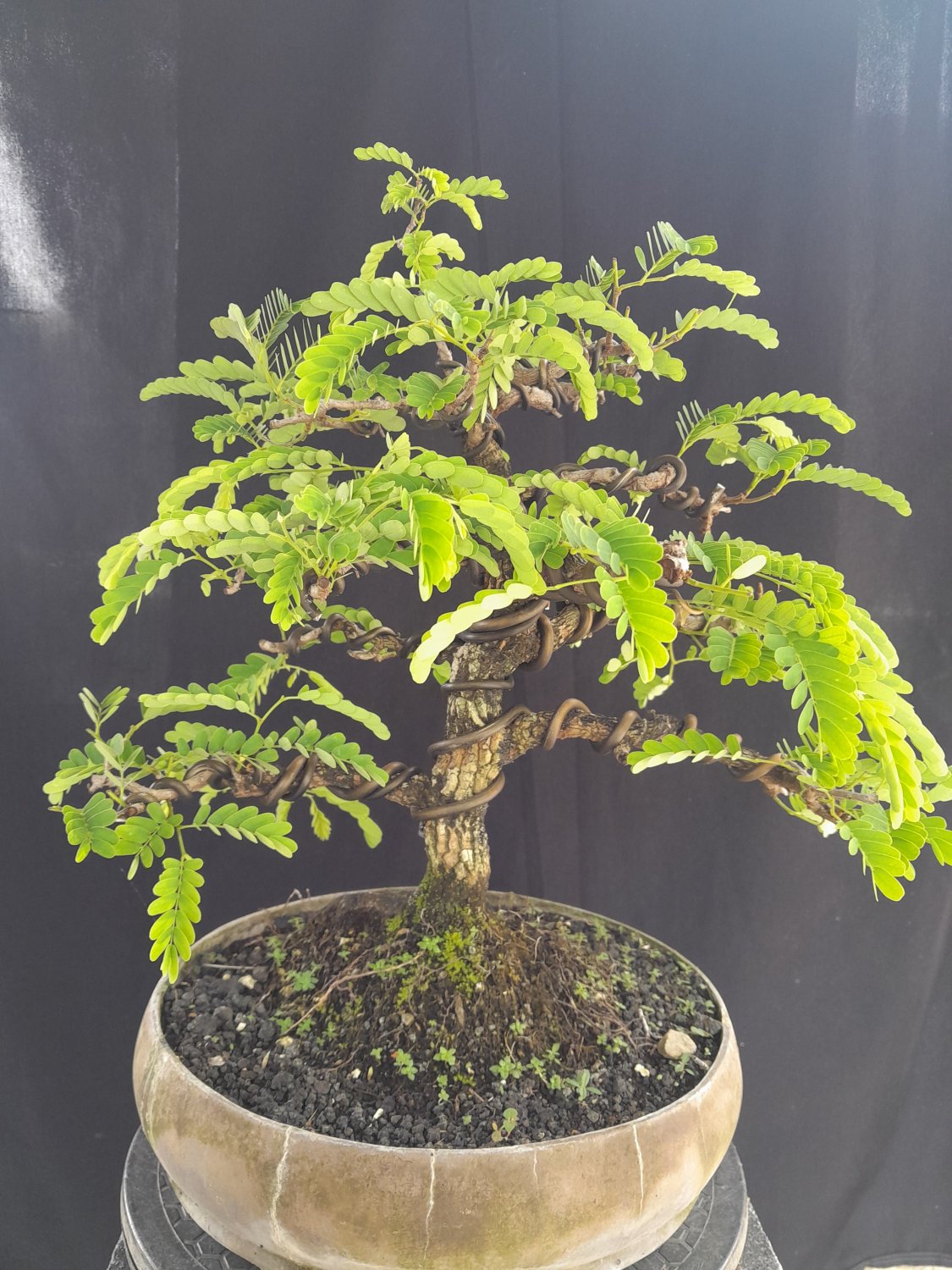 Tamarin indica tree bonsai riel pict free pitosanitari DHL Exprees