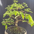 Tamarin indica tree bonsai riel pict free pitosanitari DHL Exprees