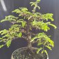 Tamarin indica tree bonsai riel pict free pitosanitari DHL Exprees