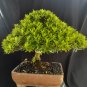 Ixora red flower tree bonsai riel pict free pitosanitari DHL Exprees