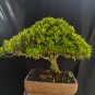 Ixora red flower tree bonsai riel pict free pitosanitari DHL Exprees
