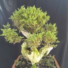 Juniperus chinensis tree bonsai riel pict free pitosanitari DHL Exprees Juniperus chinensis tree bonsai riel pict free pitosanitari DHL Exprees