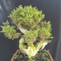 Juniperus chinensis tree bonsai riel pict free pitosanitari DHL Exprees