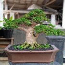 Premna microphylla  tree bonsai riel pict free pitosanitari DHL Exprees