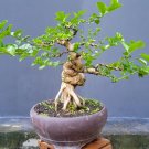 Premna microphylla  tree bonsai riel pict free pitosanitari DHL Exprees