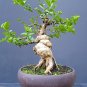 Premna microphylla tree bonsai riel pict free pitosanitari DHL Exprees