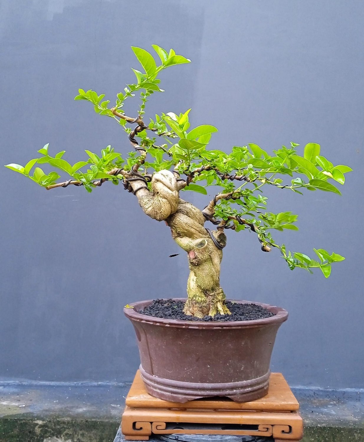 Premna microphylla  tree bonsai riel pict free pitosanitari DHL Exprees