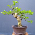 Premna microphylla  tree bonsai riel pict free pitosanitari DHL Exprees