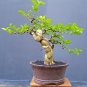 Premna microphylla  tree bonsai riel pict free pitosanitari DHL Exprees
