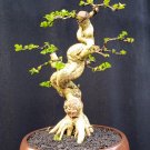 Premna microphylla  tree bonsai riel pict free pitosanitari DHL Exprees