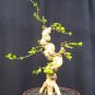 Premna microphylla tree bonsai riel pict free pitosanitari DHL Exprees