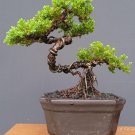 Juniperus chinensis tree bonsai riel pict free pitosanitari DHL Exprees Juniperus chinensis tree bonsai riel pict free pitosanitari DHL Exprees