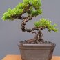 Juniperus chinensis tree bonsai riel pict free pitosanitari DHL Exprees