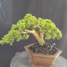 Juniperus chinensis tree bonsai riel pict free pitosanitari DHL Exprees Juniperus chinensis tree bonsai riel pict free pitosanitari DHL Exprees