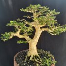 Premna microphylla tree bonsai riel pict free pitosanitari DHL Exprees