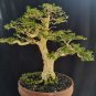 Premna microphylla tree bonsai riel pict free pitosanitari DHL Exprees