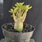 Adenium tree bonsai riel pict free pitosanitari DHL Exprees