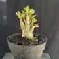 Adenium tree bonsai riel pict free pitosanitari DHL Exprees