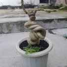 Premna microphylla tree bonsai riel pict free pitosanitari DHL Exprees