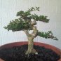 Premna microphylla tree bonsai riel pict free pitosanitari DHL Exprees