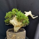 Juniperus chinensis tree bonsai riel pict free pitosanitari DHL Exprees Juniperus chinensis tree bonsai riel pict free pitosanitari DHL Exprees