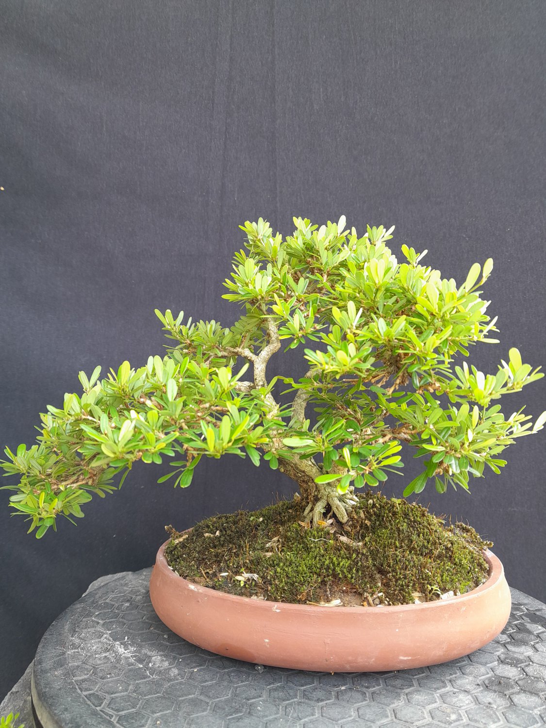 Serissa japonica tree bonsai riel pict free pitosanitari DHL Exprees
