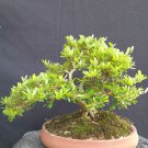 Serissa japonica tree bonsai riel pict free pitosanitari DHL Exprees Serissa japonica tree bonsai riel pict free pitosanitari DHL Exprees