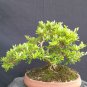Serissa japonica tree bonsai riel pict free pitosanitari DHL Exprees