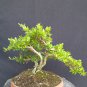Serissa japonica tree bonsai riel pict free pitosanitari DHL Exprees