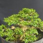 Premna microphylla tree bonsai riel pict free pitosanitari DHL Exprees