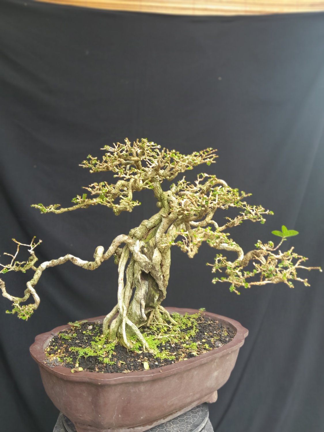 Premna microphylla tree bonsai riel pict free pitosanitari DHL Exprees