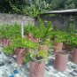 Premna microphylla pra tree bonsai riel pict free pitosanitari DHL Exprees