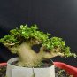 Premna microphylla tree bonsai riel pict free pitosanitari DHL Exprees