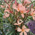 Oleander (Nerium oleander) 4 cuttings * peach single