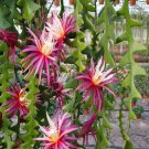 epiphyllum anguliger zig zag 1 talee/cuttings *pink epiphyllum anguliger zig zag 1 talee/cuttings *pink