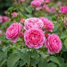 rosa x damascena (Damask rose) 2 cuttings * essential oil/rose water