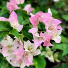 bougainvillea 3 cuttings *pink white *thai delight