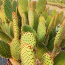 Opuntia microdasys rufida (Bunny ear cactus) 1 cutting *red Opuntia microdasys rufida (Bunny ear cactus) 1 cutting *red