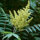 rhus glabra (smooth sumac) 3 cuttings * white