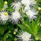 Myrtus communis (common myrtle) 3 cuttings *white