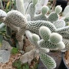 Opuntia microdasys albispina (Bunny ear cactus) 1 cuttings *white Opuntia microdasys albispina (Bunny ear cactus) 1 cuttings *white