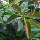 ficus elastica (roubusta) 2 cuttings * rubber tree ficus elastica (roubusta) 2 cuttings * rubber tree