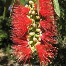 Callistemon botle brushes 3 cuttings * red Callistemon botle brushes 3 cuttings * red