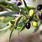 olea europaea (olive tree) 4 cuttings * olive oil
