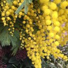 Acacia Dealbata (Mimosa) 3 cuttings * yellow * woman day