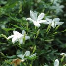 Jasminum officinale (Common jasmine) 3 cuttings * white