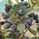 Myrtus communis (common myrtle) 3 cuttings * black