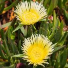 Carpobrotus edulis 2 cuttings (pig plant) *yellow